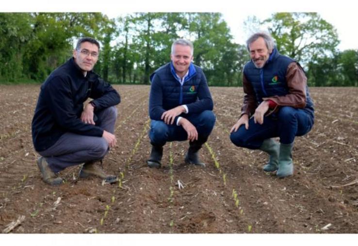 Dimitri Lenourichel, entouré par Jean-Philippe Chenault (à gauche) et
Benoît Pasquet, dans la parcelle de silphie semée avec du maïs. «J'espère un retour sur investissement en quatre ans», souffle l'éleveur
