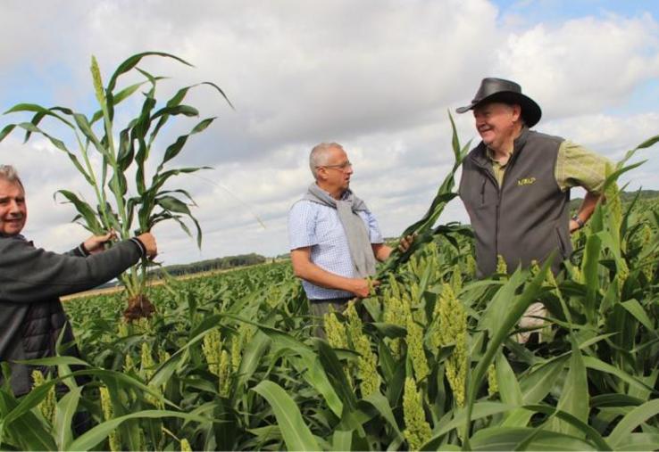 Thierry Maillet (l'homme au chapeau) est un des pionniers de la culture du sorgho grain sur le territoire de la coopérative NatUp dont il est administrateur. « Pas besoin de matériel spécifique pour cette nouvelle culture », apprécie cet agriculteur des Yvelines.