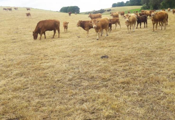 Préserver ses prairies pour l’avenir. Des espèces résistent
mieux à la sécheresse telles que le fétuque élevée, le dactyle, le lotier et surtout la luzerne.