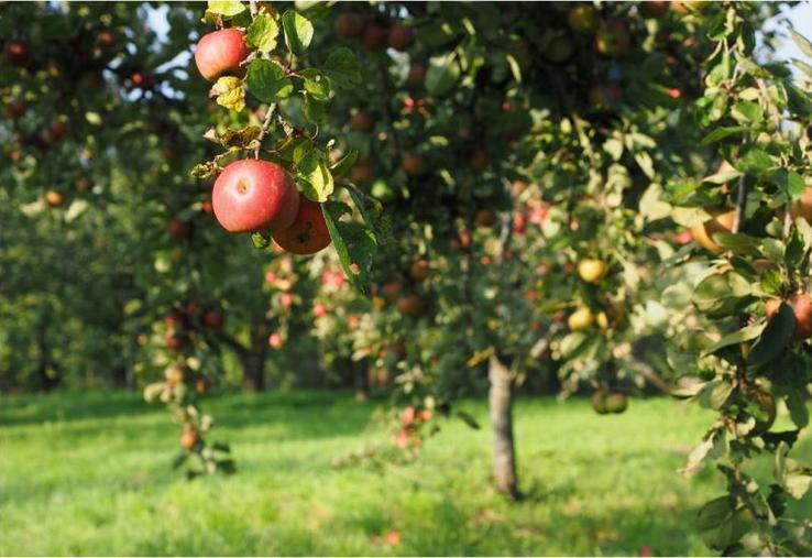 La relance de la consommation est indispensable pour les
producteurs de pommes à cidre.