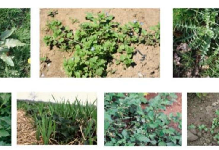 De gauche à droite 1ère rangée : rumex, véronique, chardon.
2e rangée : datura, repousses de graminées dans des fraises sur paillage, morelle, mouron.