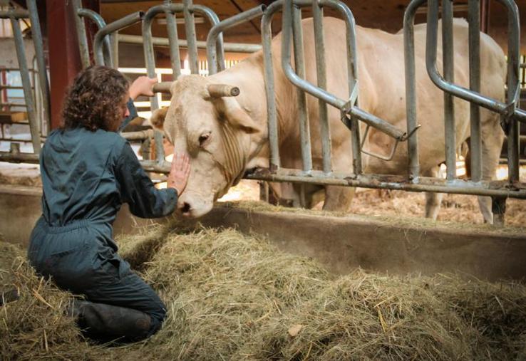 De plus en plus d’agriculteurs se tournent vers
des médecines alternatives comme l’homéopathie, l’aromathérapie ou l’ostéopathie pour soigner leurs animaux.
