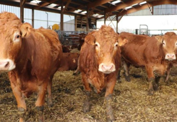 La ferme de la Longchanterie, à Saint-Pierre-en-Auge, écoule toute sa production bovine et de volailles en vente directe. Les éventuels excédents sont transformés en plats préparés.