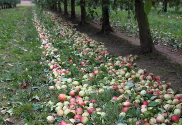 Les fruits, nombreux, mais de petit calibre, donnent des jus riches en arômes et en saveurs, avec une belle teneur en sucre.
