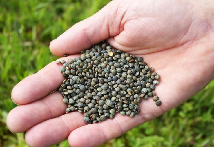 La lentille s'adapte à de nombreux types de sol. Des
agriculteurs du sud-est de l'Eure ont relancé la production en 2017.