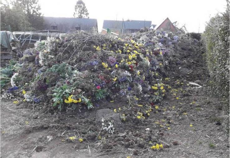 La production de cinéraires et chrysanthèmes pour les Rameaux ont été détruits, suite à l’annonce du confinement.