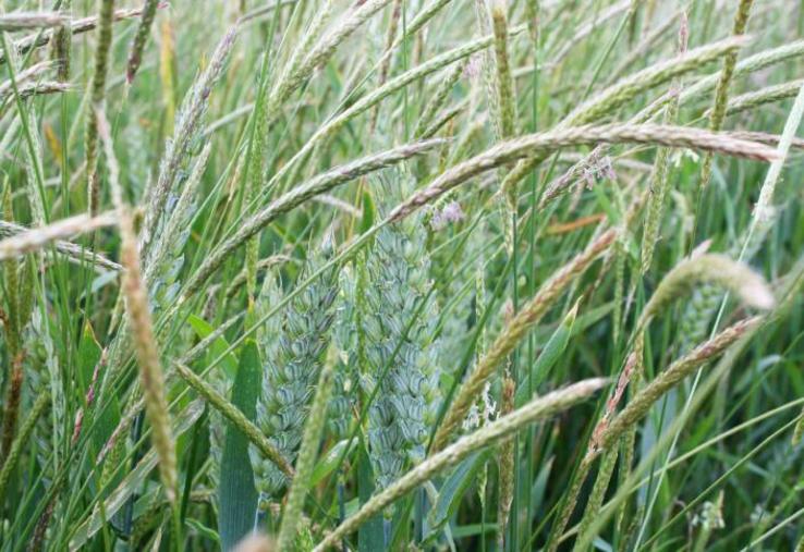 Forte infestation de vulpins dans une culture de blé tendre.