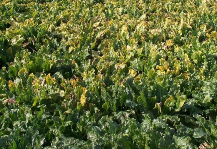 Les semences de betteraves enrobées de néonicotinoïdes
interdits depuis 2018 sont réautorisées pour faire face au
virus de la jaunisse.