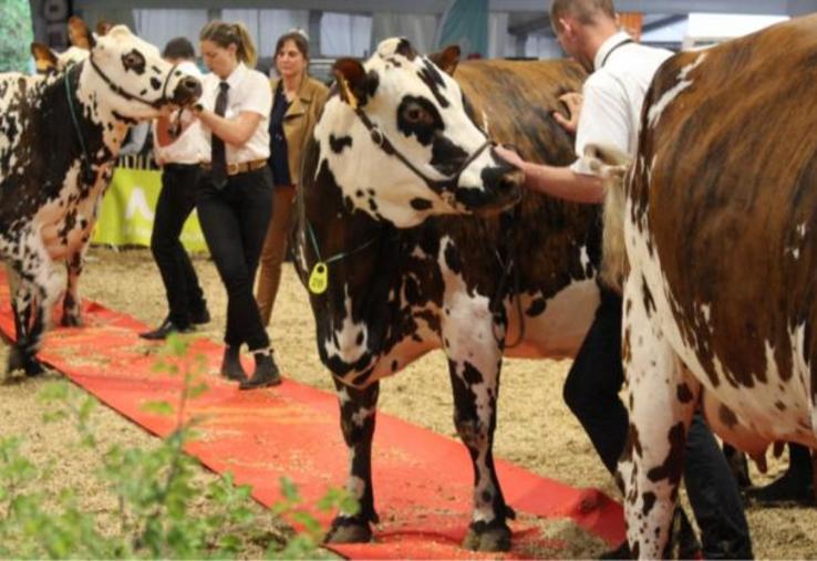 Le tapis rouge était de sortie pour la désignation de la Grande championne.