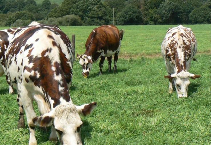 Biotex a été créé pour
aider les éleveurs à mieux
comprendre le potentiel de
biodiversité de leurs parcelles
et du territoire dans
lequel ils évoluent.