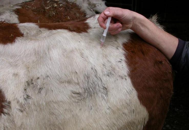 Privilégier avant la vente, le contrôle des maladies non règlementées.