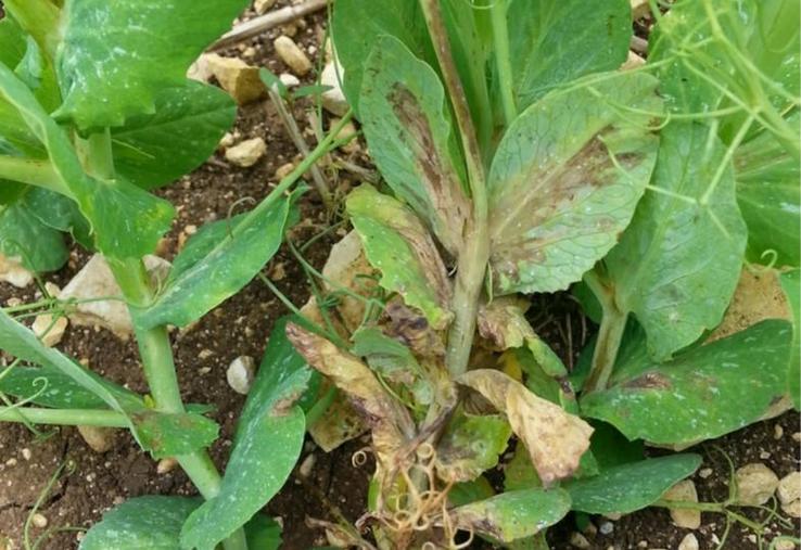 La bactérie peut se multiplier à la surface des plantes si les
conditions lui sont favorables, sans occasionner de symptômes.