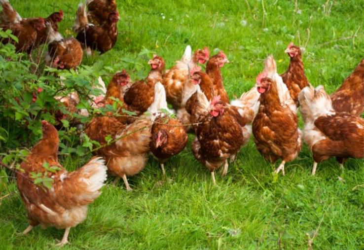L'arrêté du 29 septembre 2021 oblige, depuis le 1er juillet 2022, les éleveurs de volailles à « faire réaliser une évaluation annuelle de l'application de leur plan de biosécurité par un organisme tiers ».