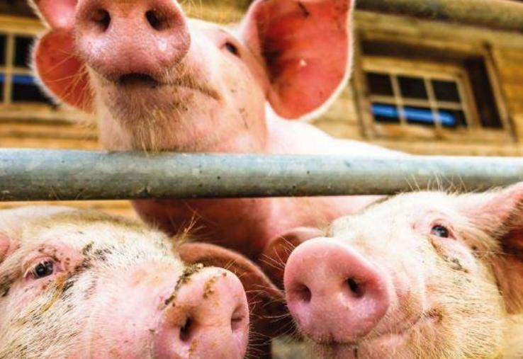 Un seuil d'entrée fixé à 150 UGB (unité de gros bétail)