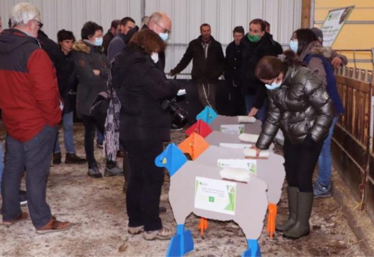 A la journée portes ouvertes organisée par la Chambre d'agriculture de Normandie et Inn'ovin, jeudi 25 novembre à Notre-Dame-du-Hamel (27), Claire Douine, conseillère en productions ovines à la Cran, anime un atelier sur le tri des agneaux selon leur stade de finition.