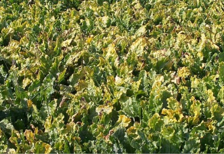 Jaunisse virale sur culture de betterave sucrière.