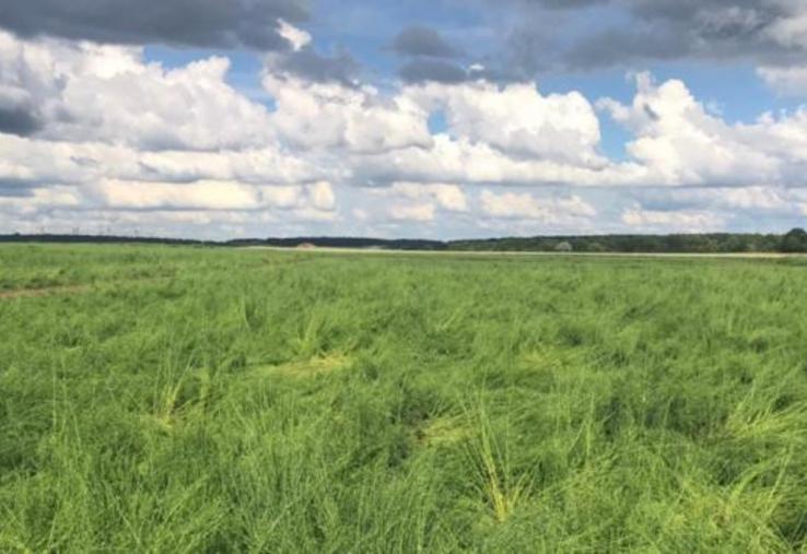 Les orages du printemps et les importantes précipitations ont fortement impacté la production.