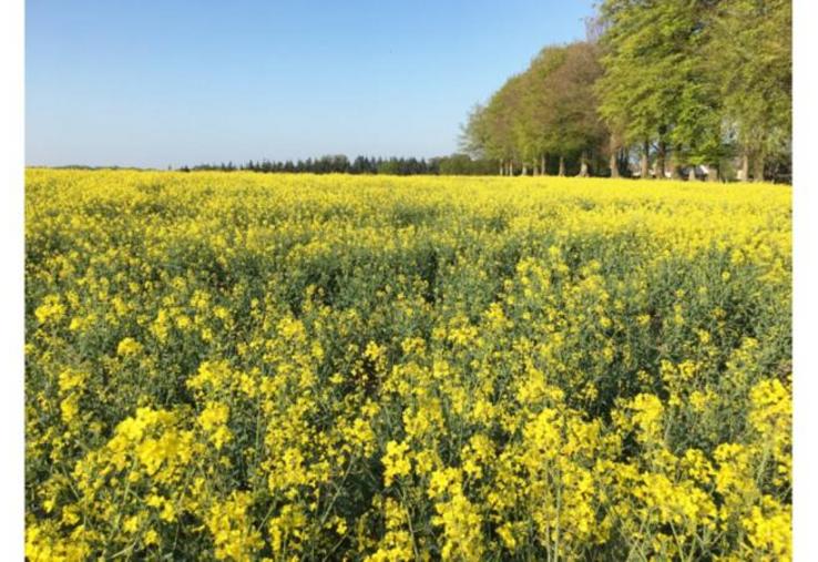 Avril et DSM associent leur savoir-faire pour développer un projet de création d’une nouvelle filière dédiée à la protéine de colza pour l’alimentation humaine.