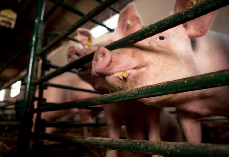 Les consommateurs se déclarent de plus en plus préoccupés par la question du bien-être animal. Les partisans du référendum veulent notamment mettre fin à l’élevage intensif.