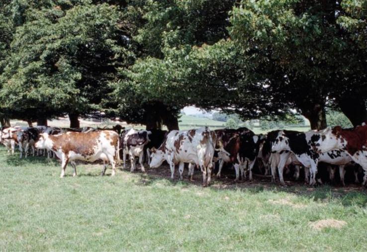 Les vaches qui pâturent doivent avoir un accès à l’ombre, d’où l’intérêt de conserver des haies.