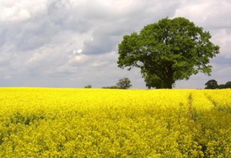 Ce sont les agriculteurs européens qui produisent le plus de colza.