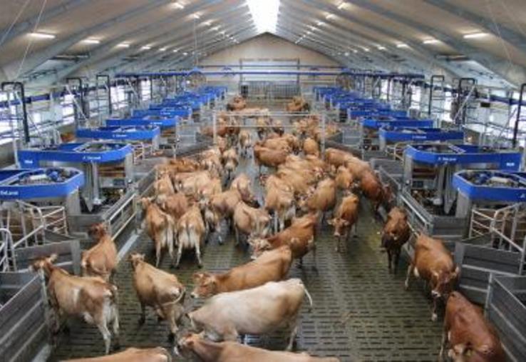 Le concept de traite par lots Batch Milking permet de déléguer la
traite à des robots sans être soumis à une astreinte 24h/24.