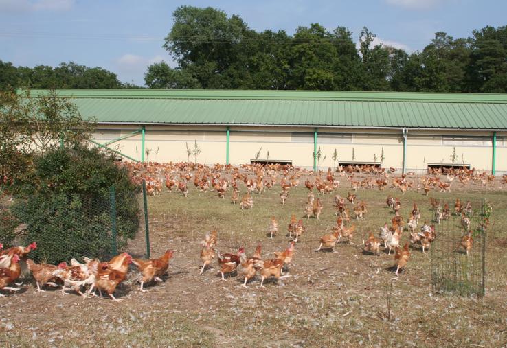 Un poulet sur deux consommé en France est un poulet importé.