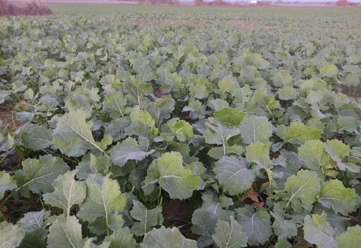 Dans les derniers jours de février, le colza se situait au stade D1-D2 majoritairement. 