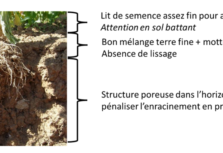 Schéma : structure sol et système racinaire.