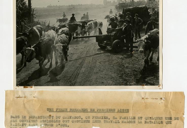 Malgré l'Occupation, le travail continue dans les exploitations agricoles. Réf. "Une ferme normande en première ligne" durant la bataille de Normandie, 1944. AD14, 2Fi/693