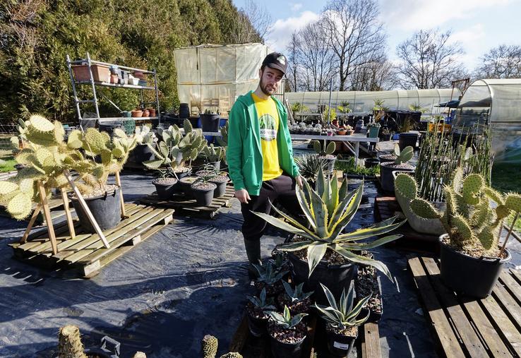 Plus de 3 000 cactus poussent sur l'exploitation de Jessy Charetiers.