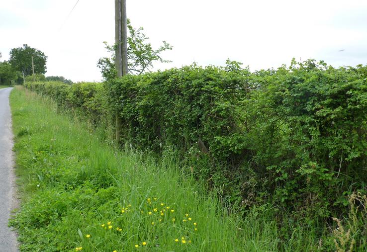 Le non-respect de l'interdiction de taille entraîne une réduction de 3 % sur le montant des aides de la PAC.