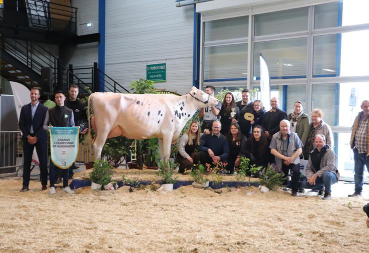 La grande championne du concours régional Prim'Holstein, cette année, est PLK Plusbelle du Gaec Christal de l'Eure.