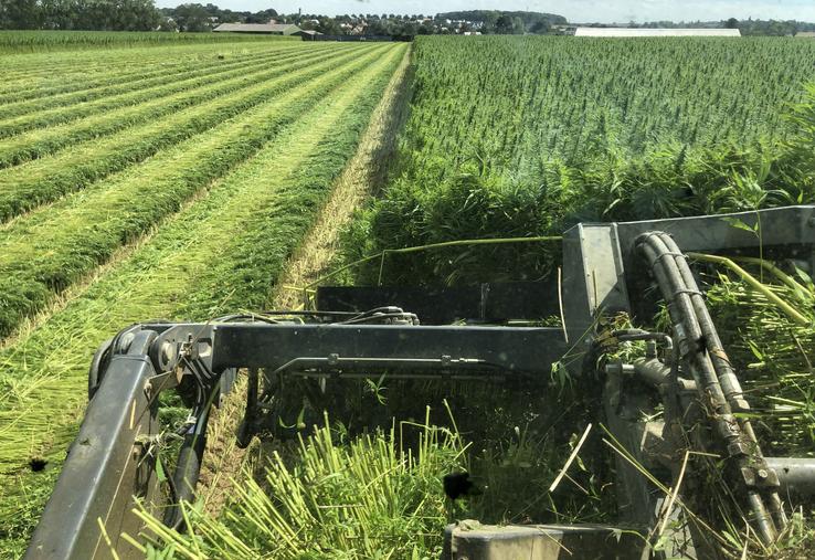 Fauchage du chanvre textile : une nouvelle technique à maîtriser.