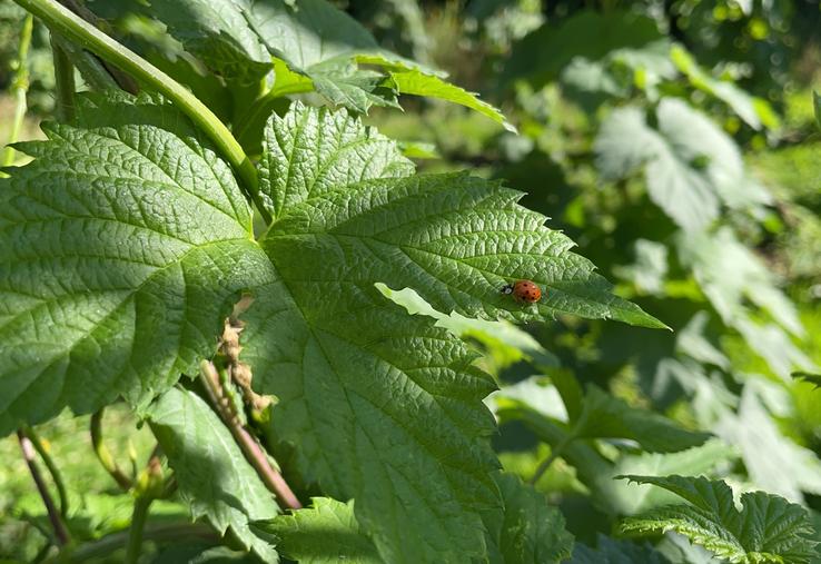Le houblon a besoin des auxiliaires comme les coccinelles pour ne pas se faire envahir par les pucerons.