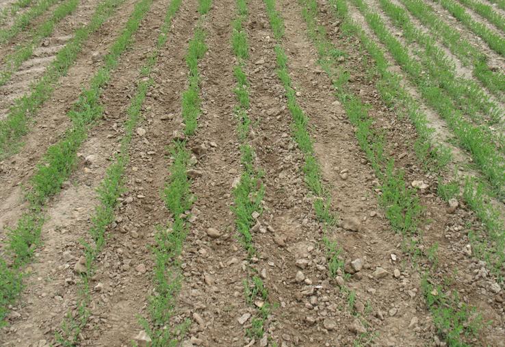 Les conditions de réussite du désherbage sont meilleures en lin (application fin septembre-début octobre) grâce à des sols souvent plus frais au moment des applications. 