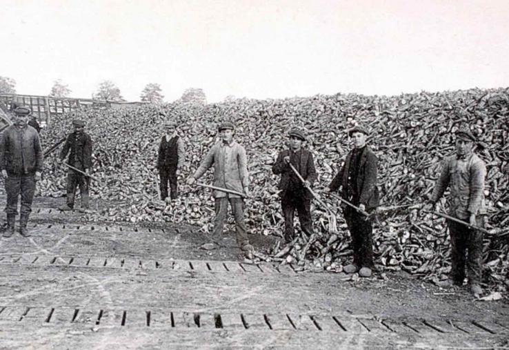 La culture de la betterave à sucre est passée de 74 620 ha en 1919 à 181 570 en 1924.