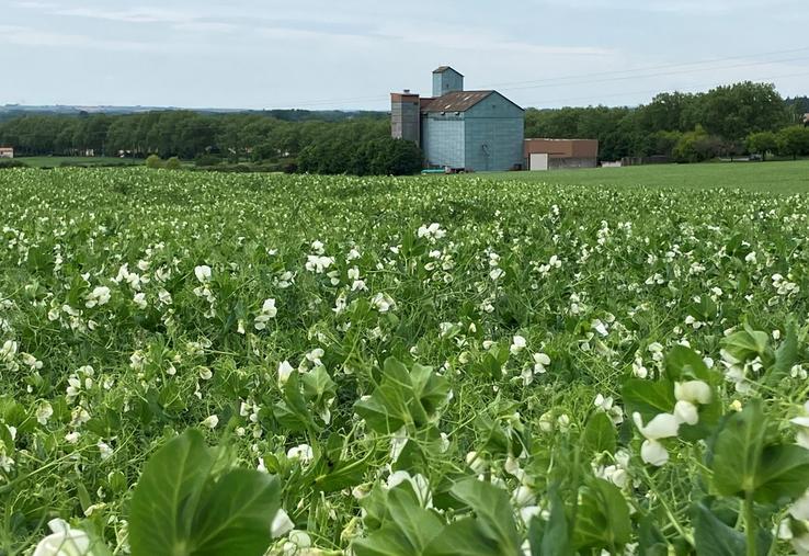 Le pois une culture essentielle pour répondre aux objectifs de souveraineté protéique 