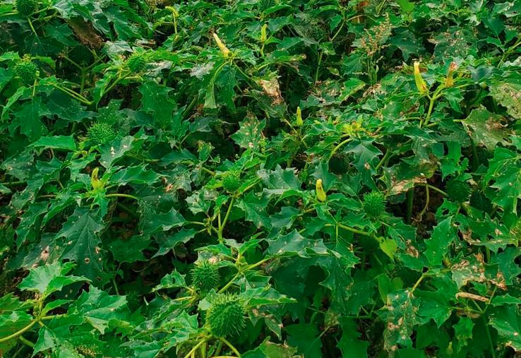 Un foyer de plantes de datura en bord de parcelle à différents stades (Calvados - 2024).