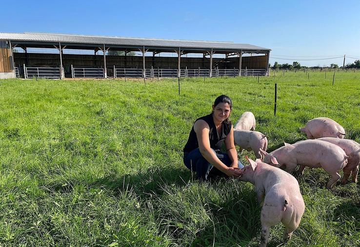 "Les porcs sortent souvent le soir, à l'heure de l'apéritif", s'amuse Laura Behotas. "S'il fait trop chaud, ils rentrent se mettre au frais".