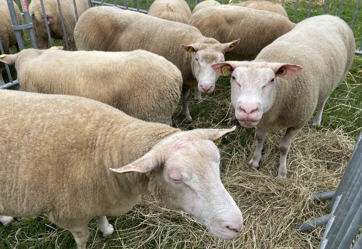 Cette aide prend en charge les pertes liées à la mortalité des animaux dans les élevages confirmés foyers FCO.