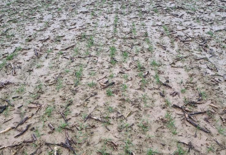 Les conditions humides depuis 18 mois ont dégradé les sols.