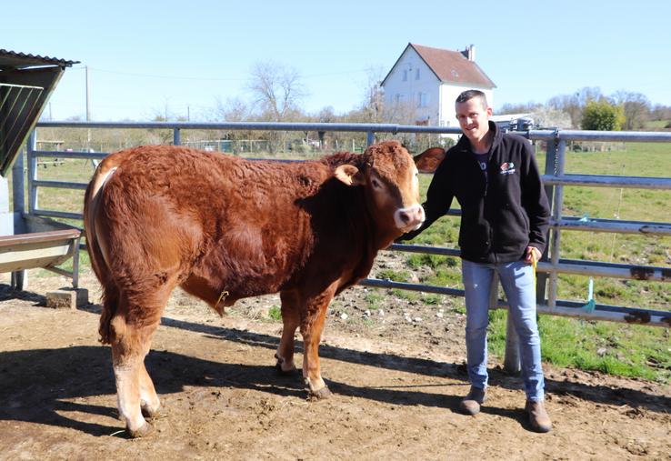 Arnaud Nuttens participera au concours départemental Limousin à la Foire de Lisieux samedi 5 et dimanche 6 avril. "Un rendez-vous convivial à la sortie de l'hiver qui permet aux éleveurs de se rencontrer et se retrouver." Il viendra accompagné de Volt, mâle âgé de 14 mois. En parallèle, se tiendront aussi le concours départemental Prim'Holstein et le concours d'arrondissement Normand.