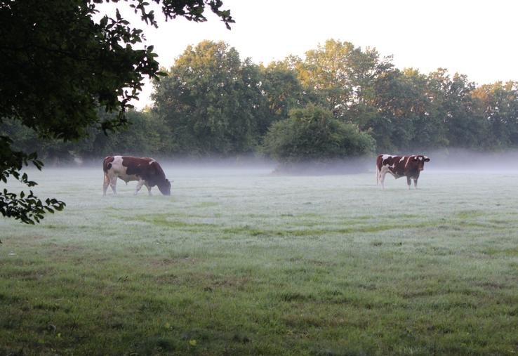 Le territoire normand compte 765 400 vaches, soit 11,14 % du cheptel national. La Normandie, c'est 14,78 % du tonnage gros bovins produits, en deuxième position derrière les Pays de la Loire. C'est aussi 11,20 % du tonnage national de gros bovins abattus.