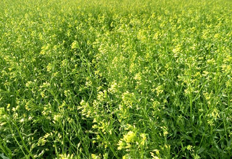 La caméline, une petite graine oléagineuse, trois à quatre fois plus petite qu'une graine de colza.