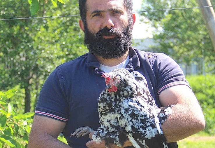 La poule de Gournay pond 1/3 d'œufs en moins qu'une pondeuse, elle mange plus mais la valorisation de sa carcasse est bien meilleure, même pour une réforme.
