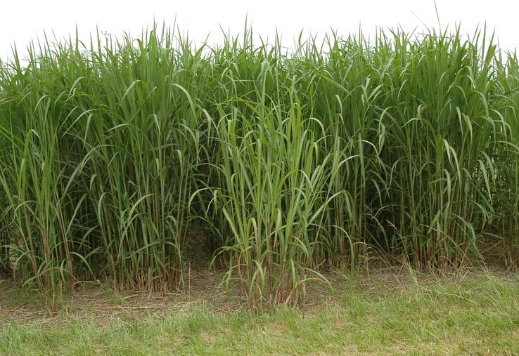 Le miscanthus, apprécié pour ses propriétés absorbantes et sa rétention d'humidité, réduit l'irrigation et favorise la vie du sol.