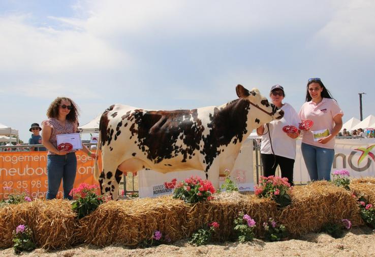 Umbrella sacrée Grande championne Vache Normande.