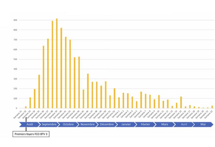 Nombre de foyers FCO BTV 3 par semaine saison vectorielle 2024/2025.