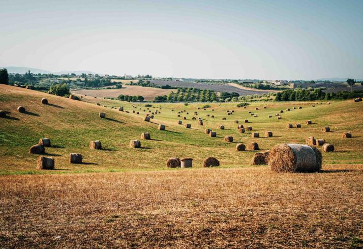 Moins d'élevage bovin et une forte hausse de la production végétale au cours de ces 45 dernières années.